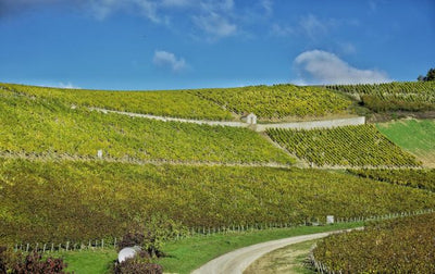 Le Vrai Chablis: 2008 Brocard 'Fourchaume'