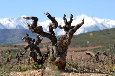 Domaine de la Grange des Pères: A Double Offer