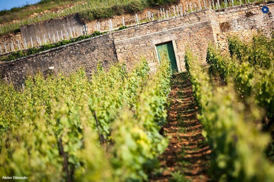 2023 Pierre Girardin Meursault 'Les Narvaux'